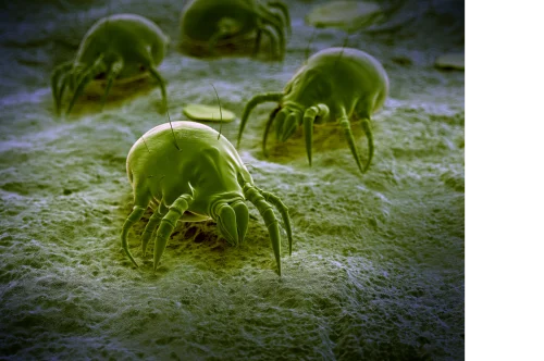 Dust Mite Removal
